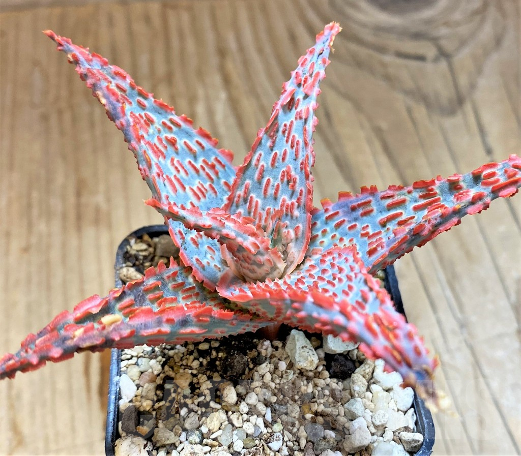 SH17916 Aloe TCT hybrid - immagine 3