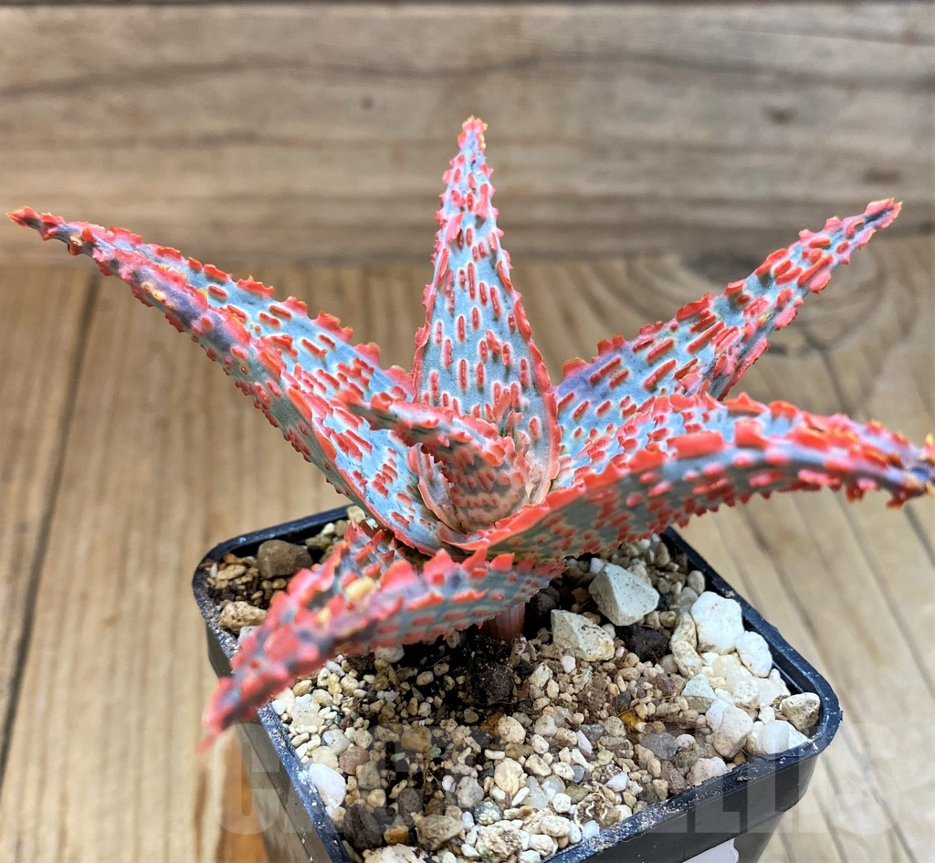 SH17916 Aloe TCT hybrid - immagine 2