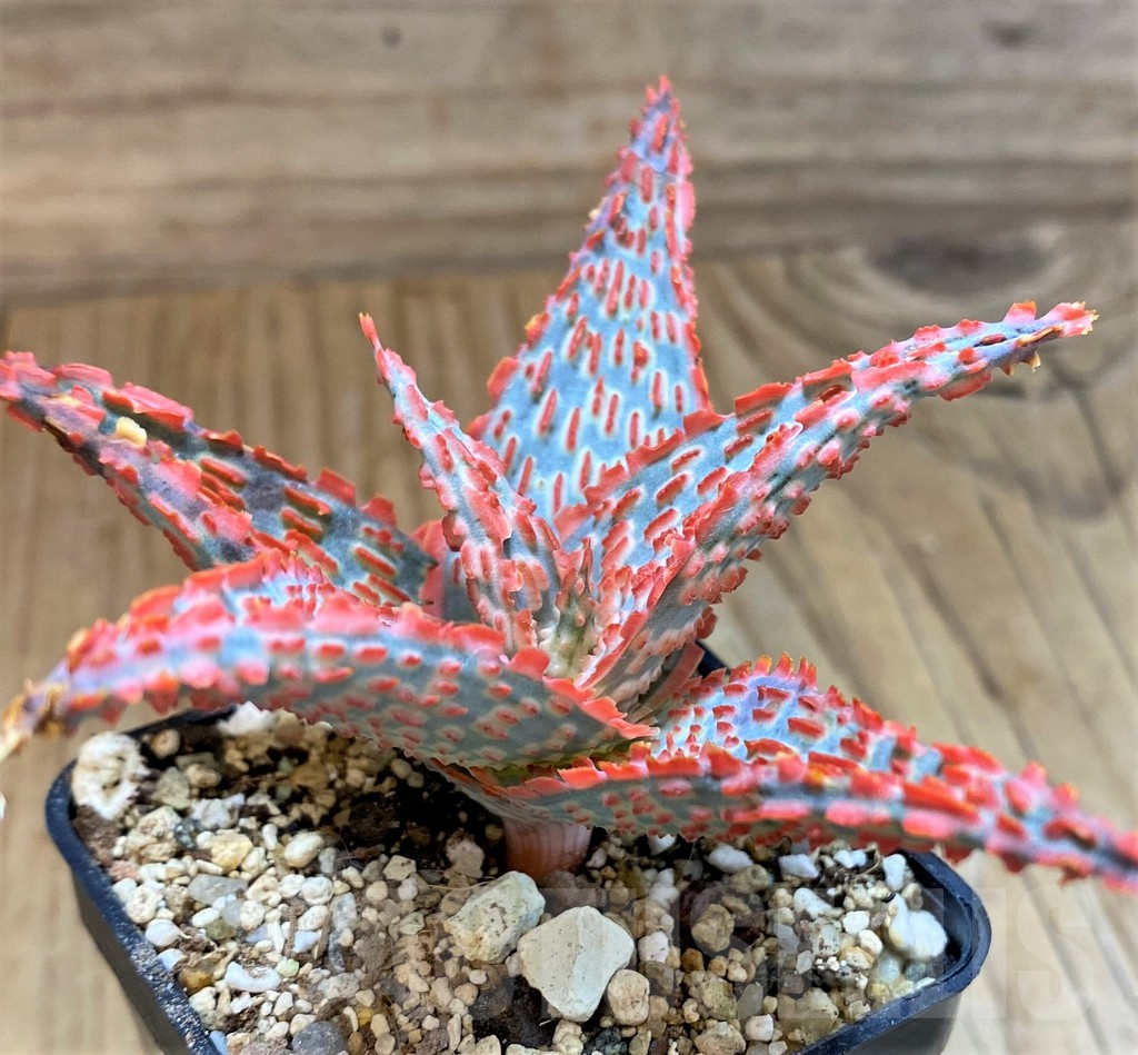 SH17916 Aloe TCT hybrid