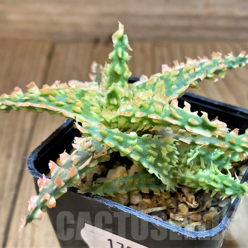 SH17917 Aloe TCT hybrid