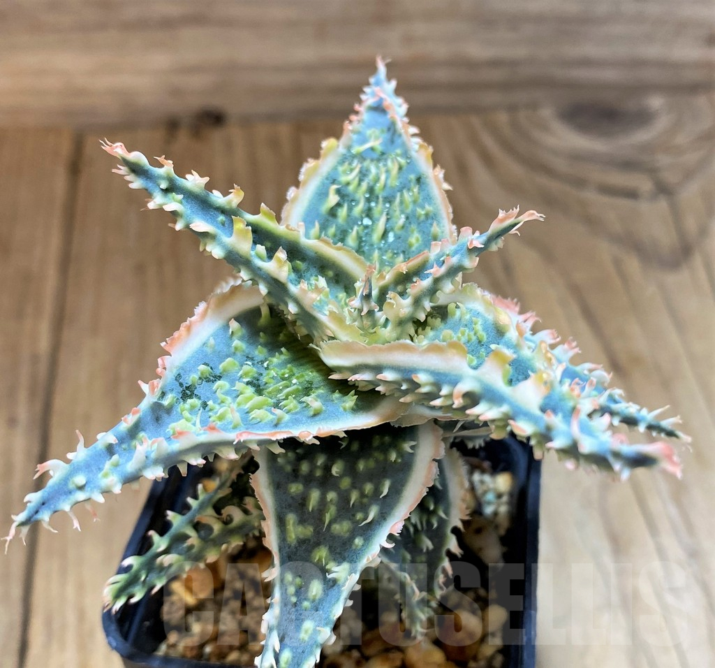 SH17918 Aloe TCT hybrid