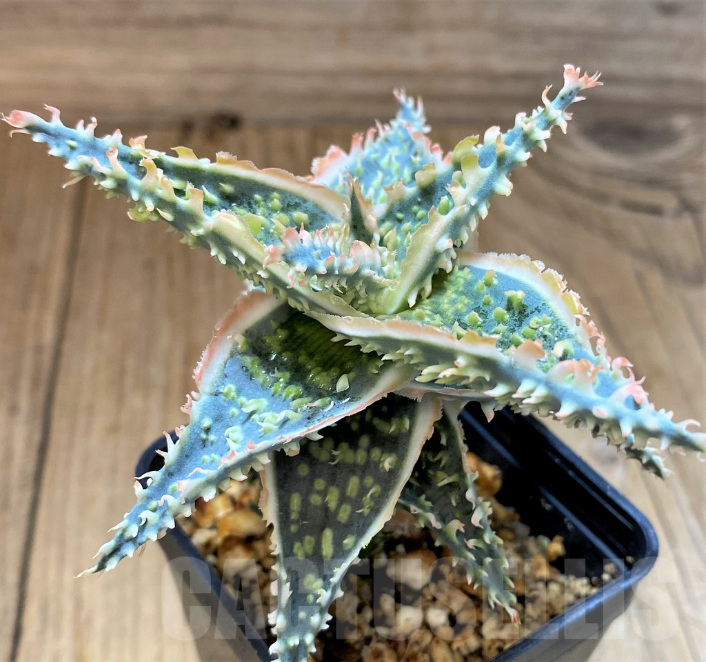 SH17918 Aloe TCT hybrid - immagine 2