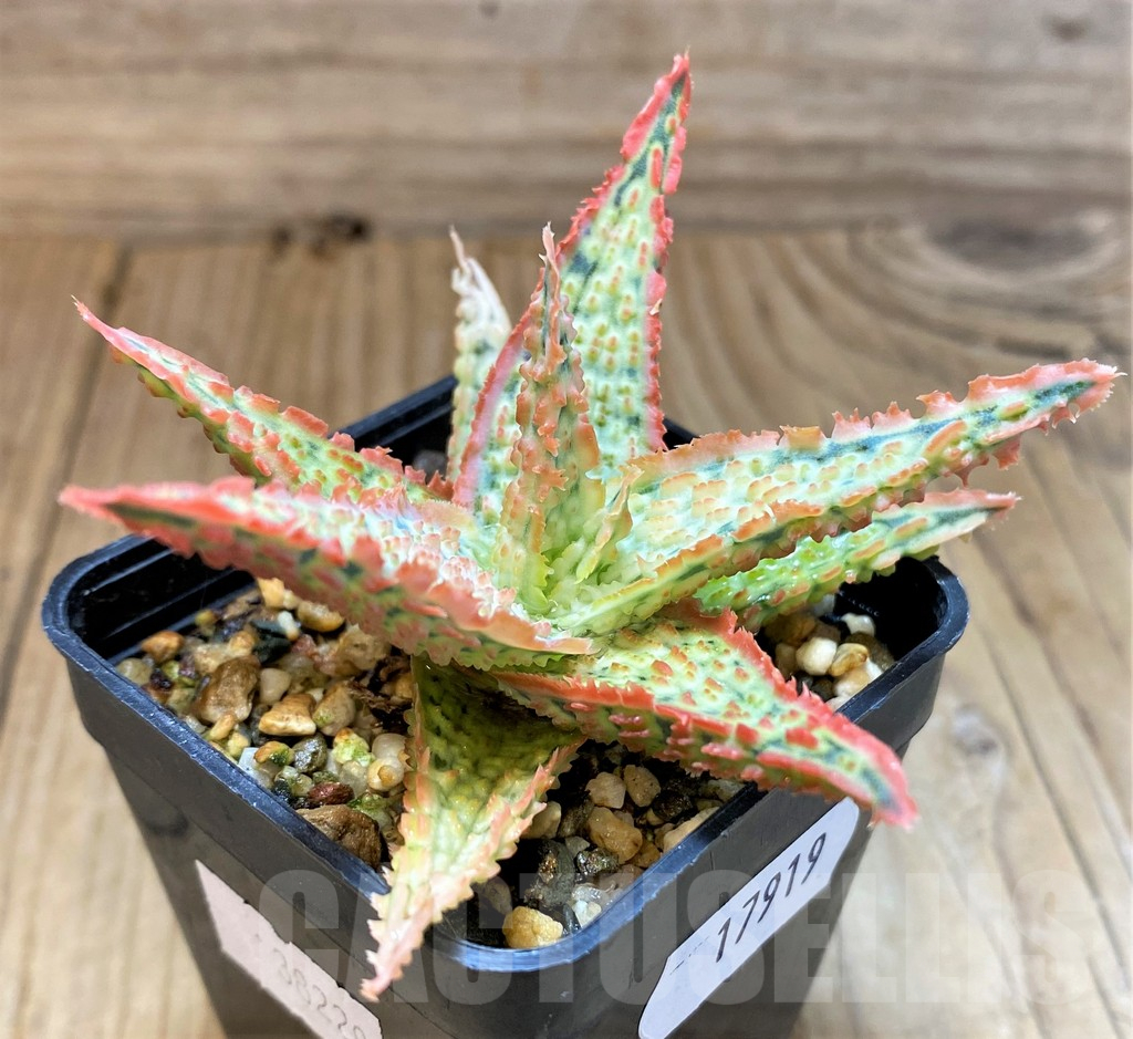 SH17919 Aloe TCT hybrid - Image 3