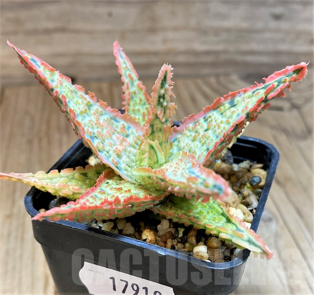 SH17919 Aloe TCT hybrid - Image 2