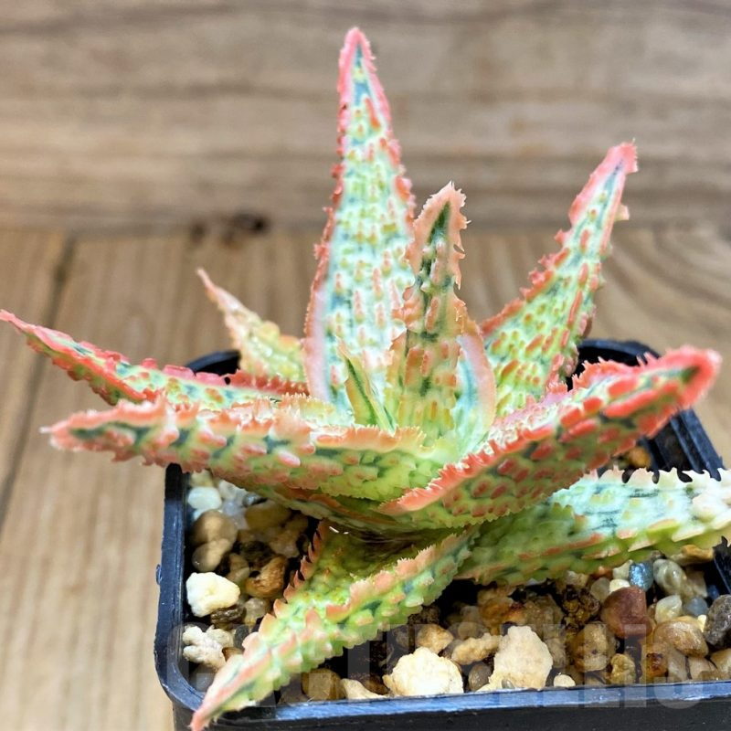 SH17919 Aloe TCT hybrid