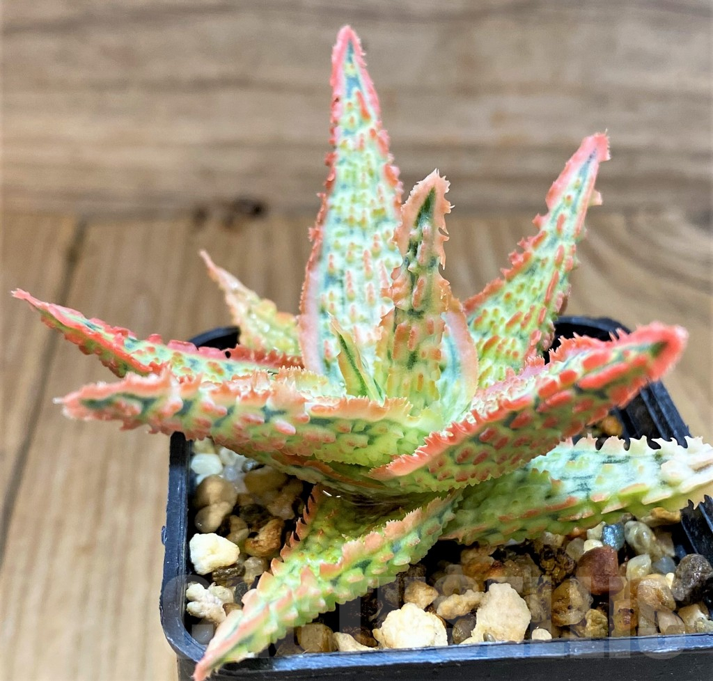 SH17919 Aloe TCT hybrid