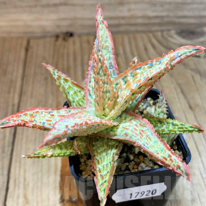 SH17920 Aloe TCT hybrid