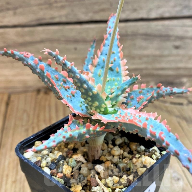 SH17921 Aloe TCT hybrid