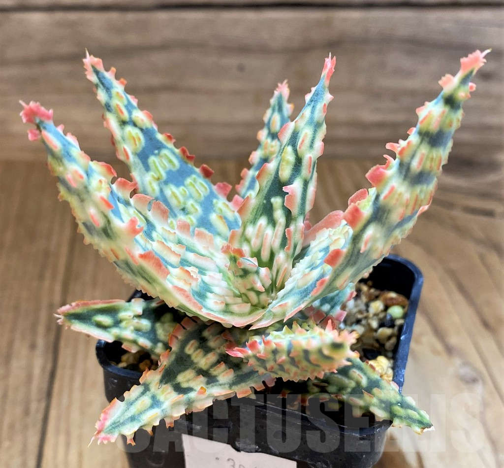 SH17925 Aloe TCT hybrid - Image 2