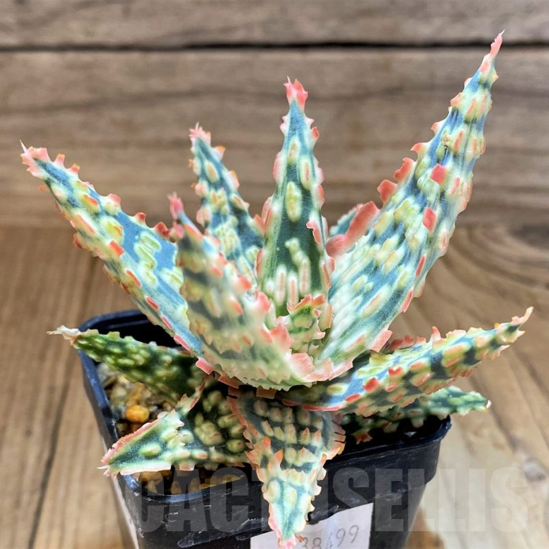 SH17925 Aloe TCT hybrid