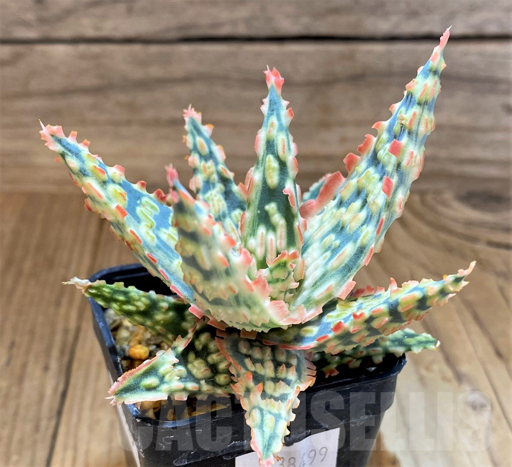 SH17925 Aloe TCT hybrid