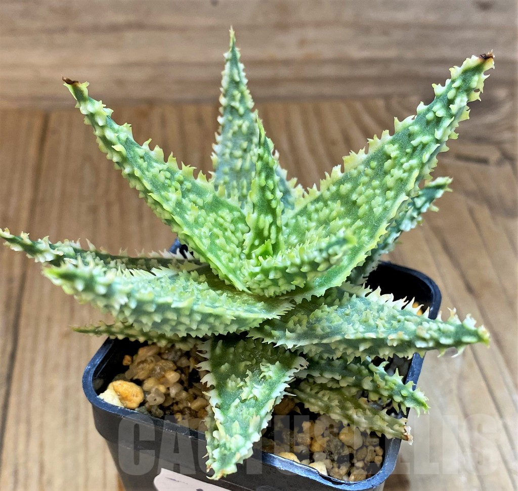 SH17926 Aloe TCT hybrid - Image 2