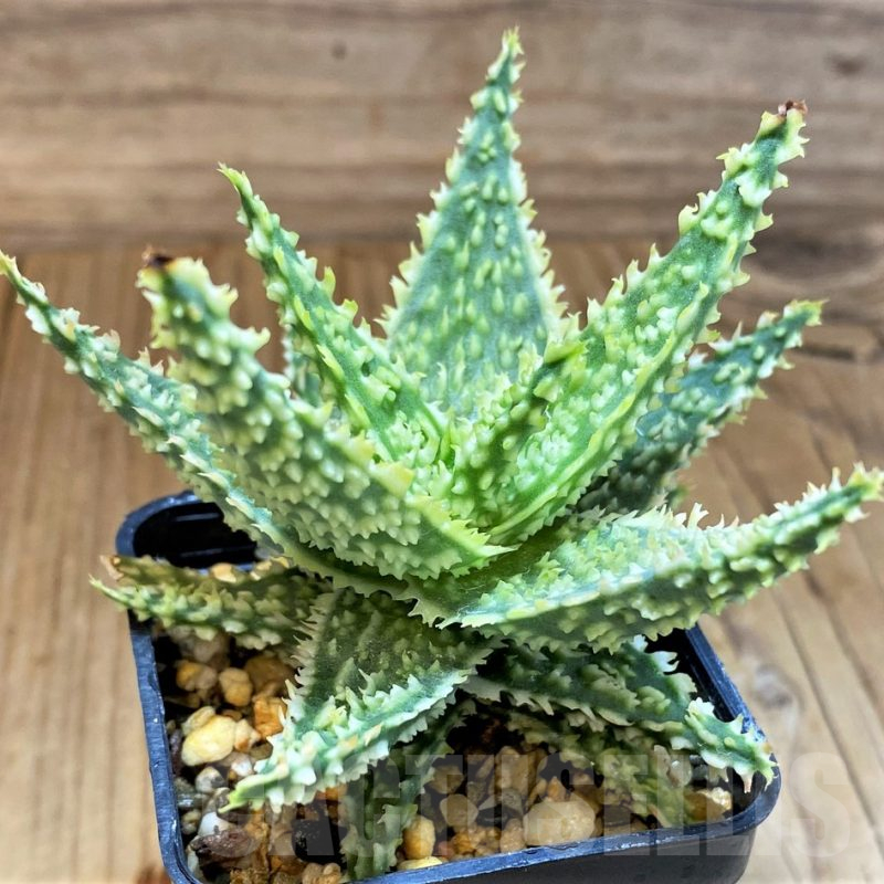 SH17926 Aloe TCT hybrid
