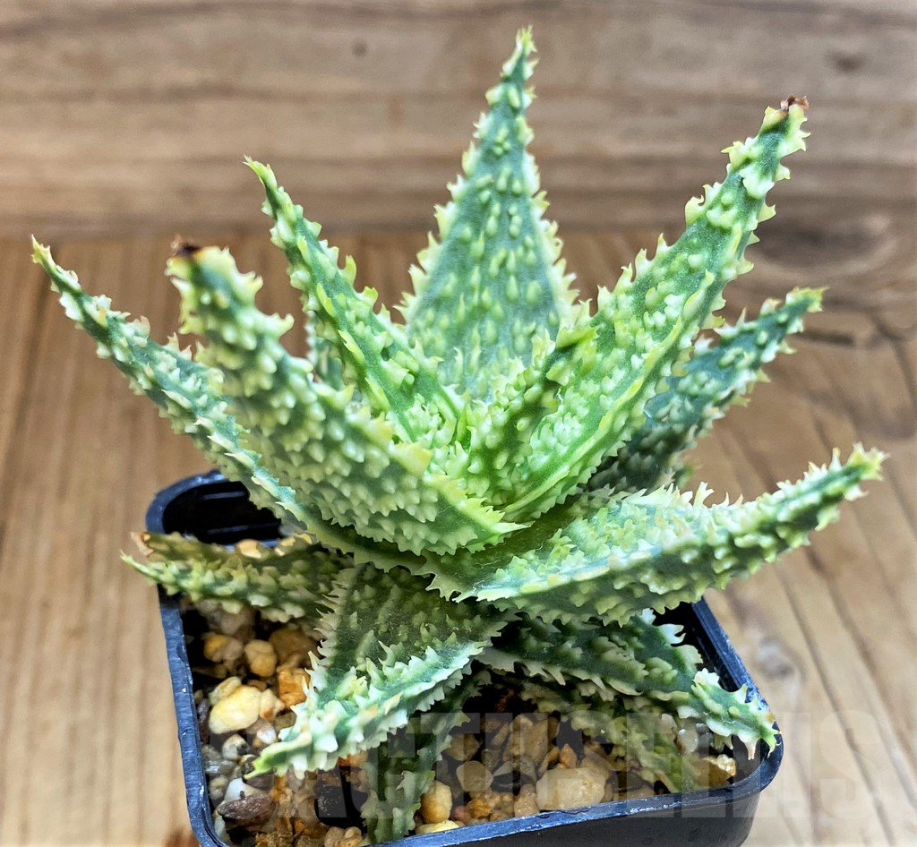 SH17926 Aloe TCT hybrid