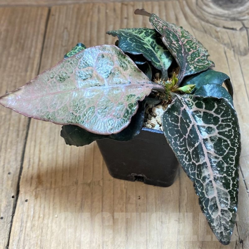 SH16950 Euphorbia francoisii hybrid