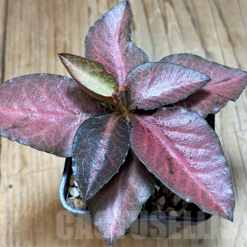 SH17781 Euphorbia francoisii hybrid