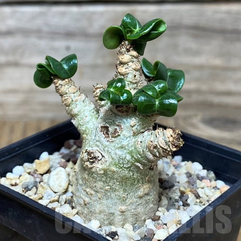 SH17477 Adenium arabicum DHA