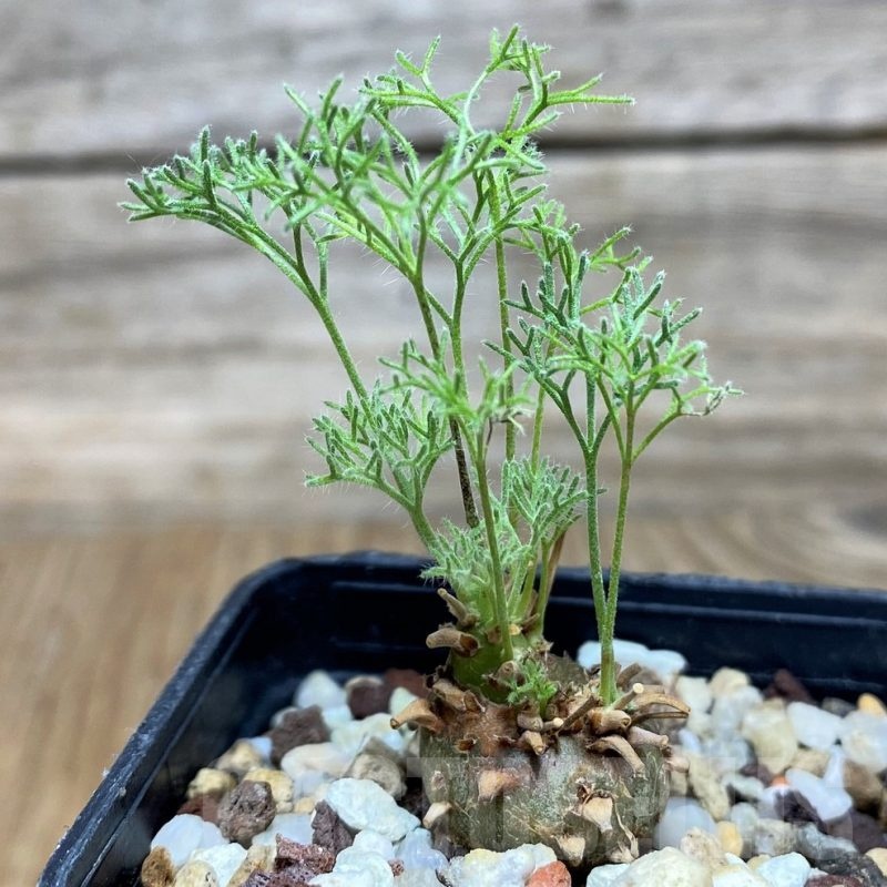 SH17074 Sarcocaulon peniculinum