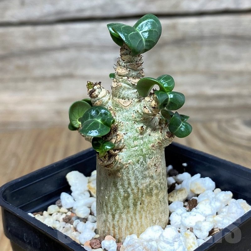 SH17475 Adenium arabicum DHA