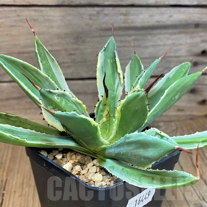 SH16449 Agave 'Cubic' f. variegata