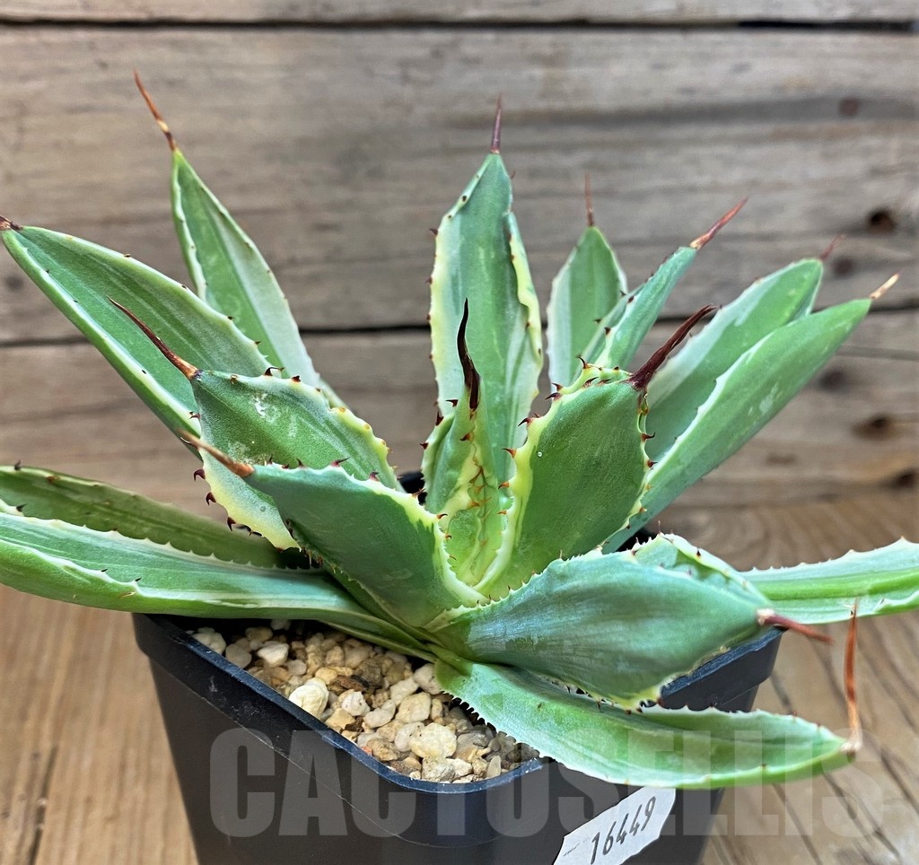 SH16449 Agave 'Cubic' f. variegata