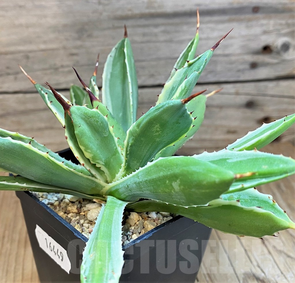 SH16449 Agave 'Cubic' f. variegata - Image 3