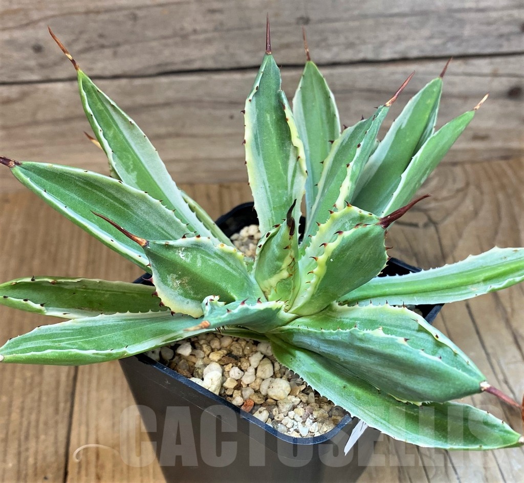 SH16449 Agave 'Cubic' f. variegata - Image 2