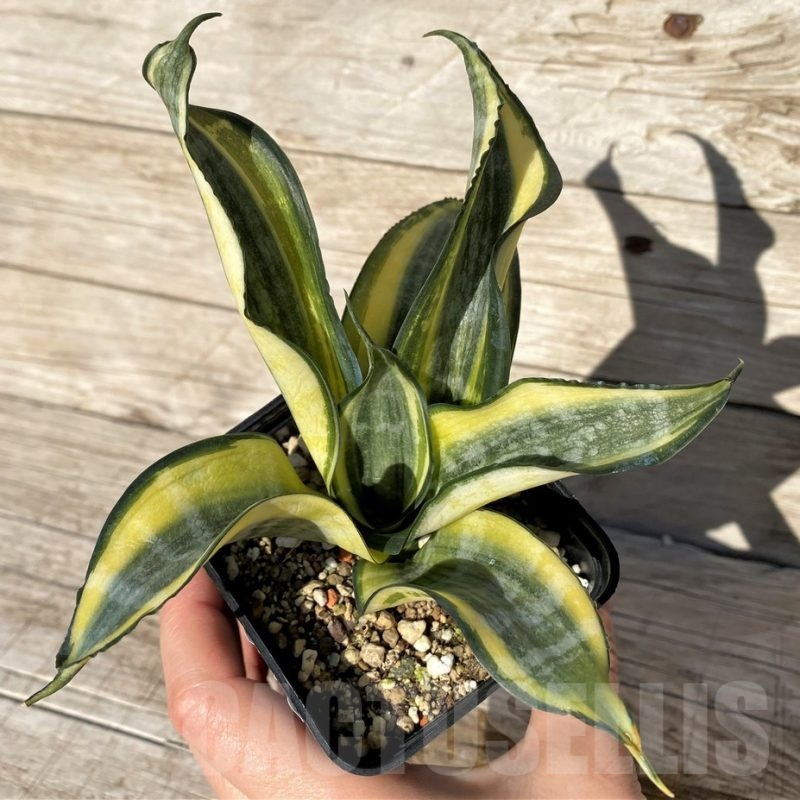 SH16343 Sansevieria ‘Japanese Twister’