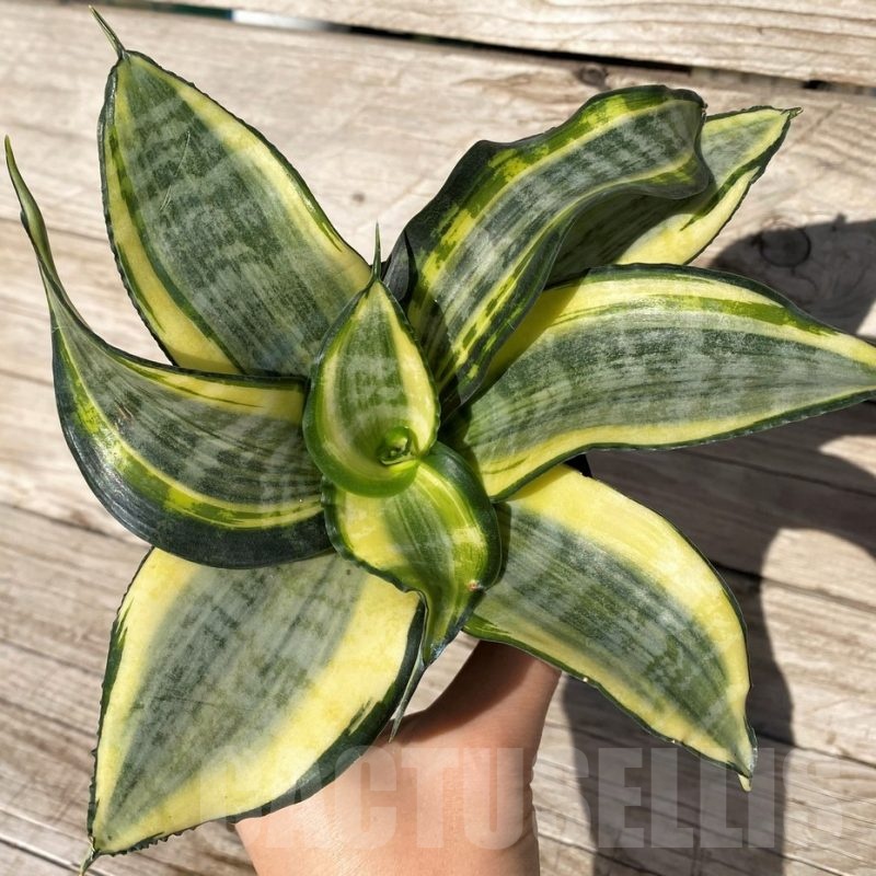 SH16345 Sansevieria ‘Japanese Twister’