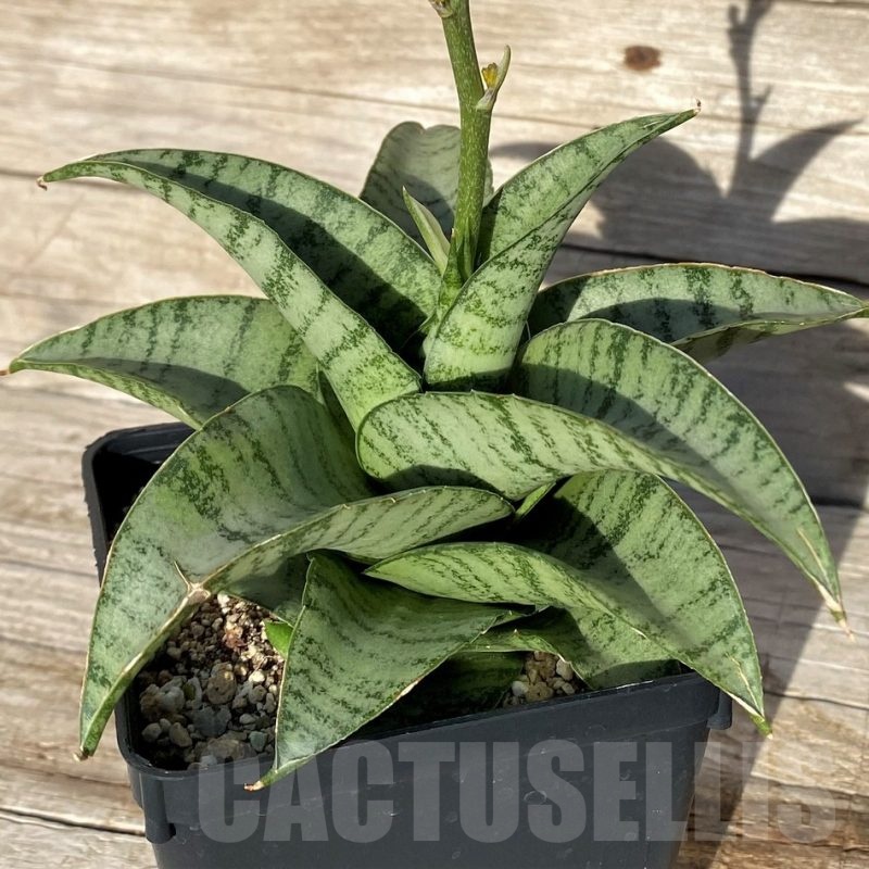 SH16273 Sansevieria hybrid