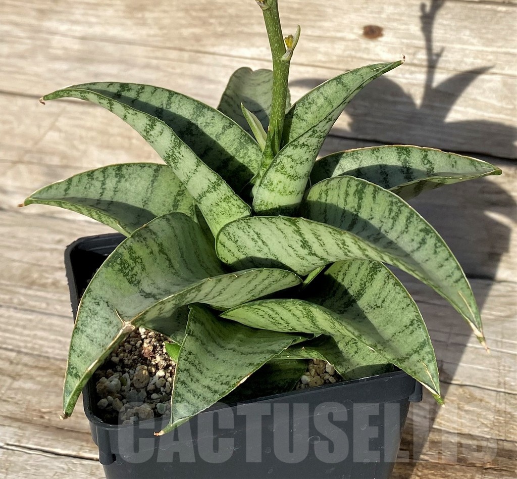 SH16273 Sansevieria hybrid