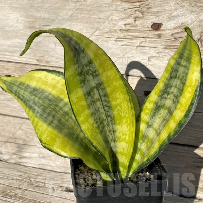 SH16321 Sansevieria 'Futura Aurea'