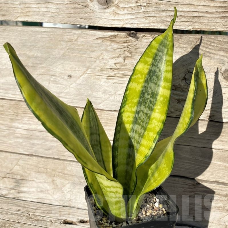 SH16354 Sansevieria ‘Futura Aurea’