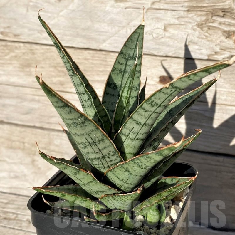 SH16355 Sansevieria ‘Sweet Celery’