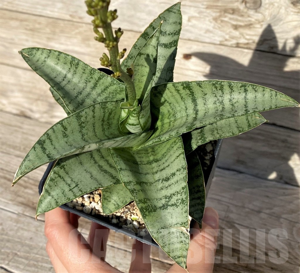 SH16273 Sansevieria hybrid - Image 2