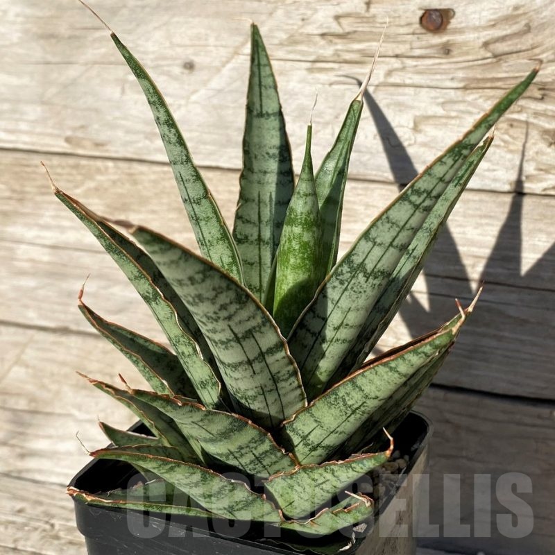 SH16356 Sansevieria ‘Sweet Celery’