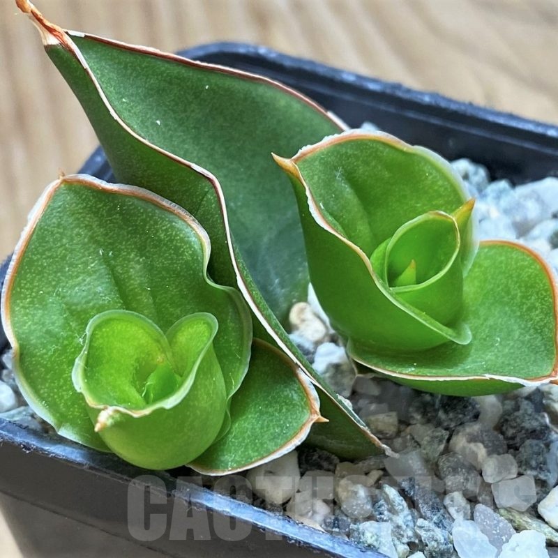 SH16359 Sansevieria 'Tower'