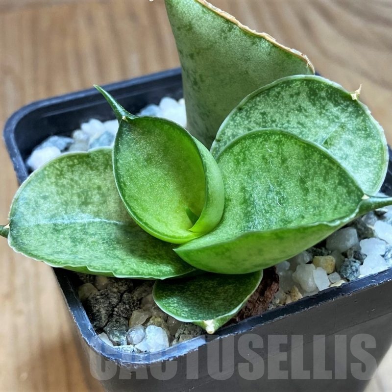 SH16363 Sansevieria 'Meedee'