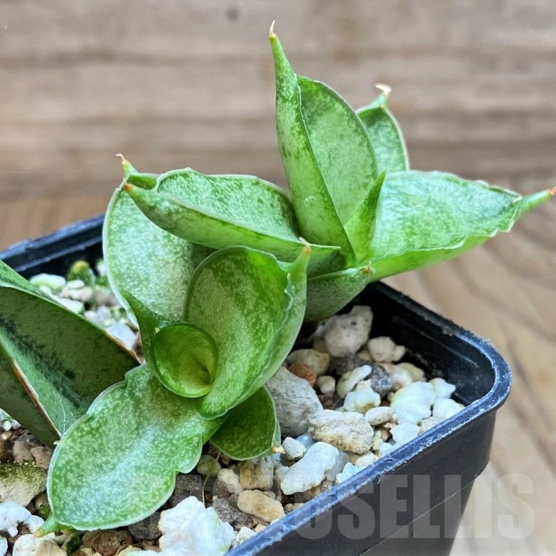 SH16366 Sansevieria 'Silver Crown'