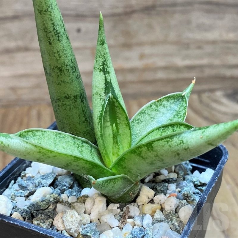 SH16365 Sansevieria 'Silver Crown'