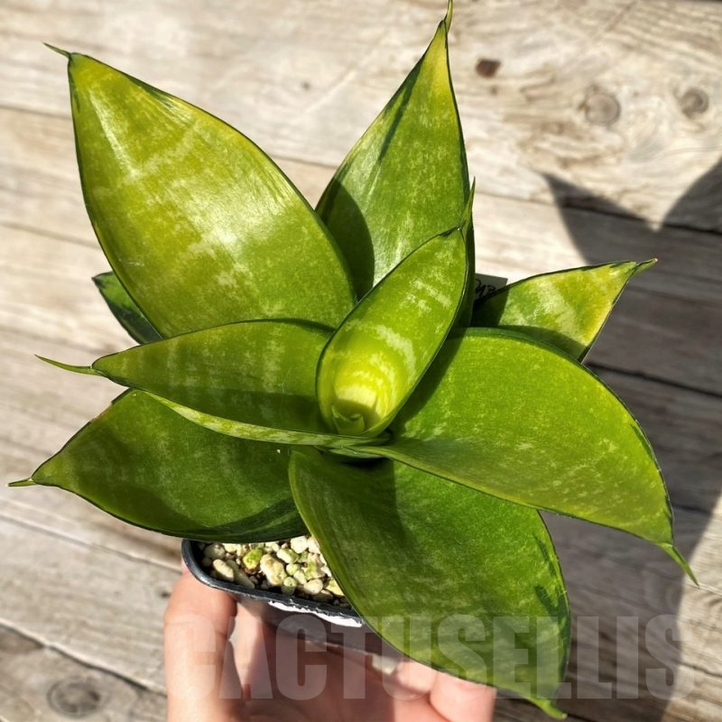 SH16275 Sansevieria hahnii 'Philippine'