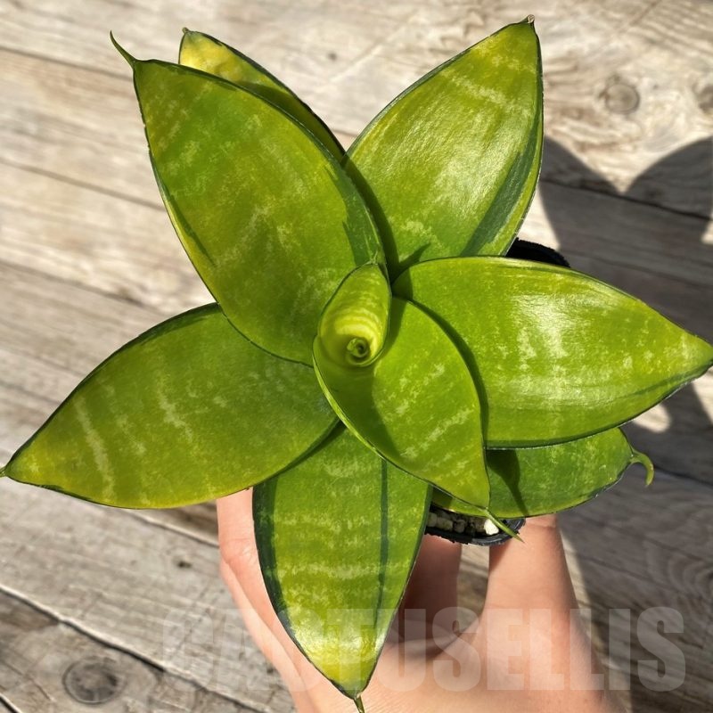 SH16276 Sansevieria hahnii 'Philippine'