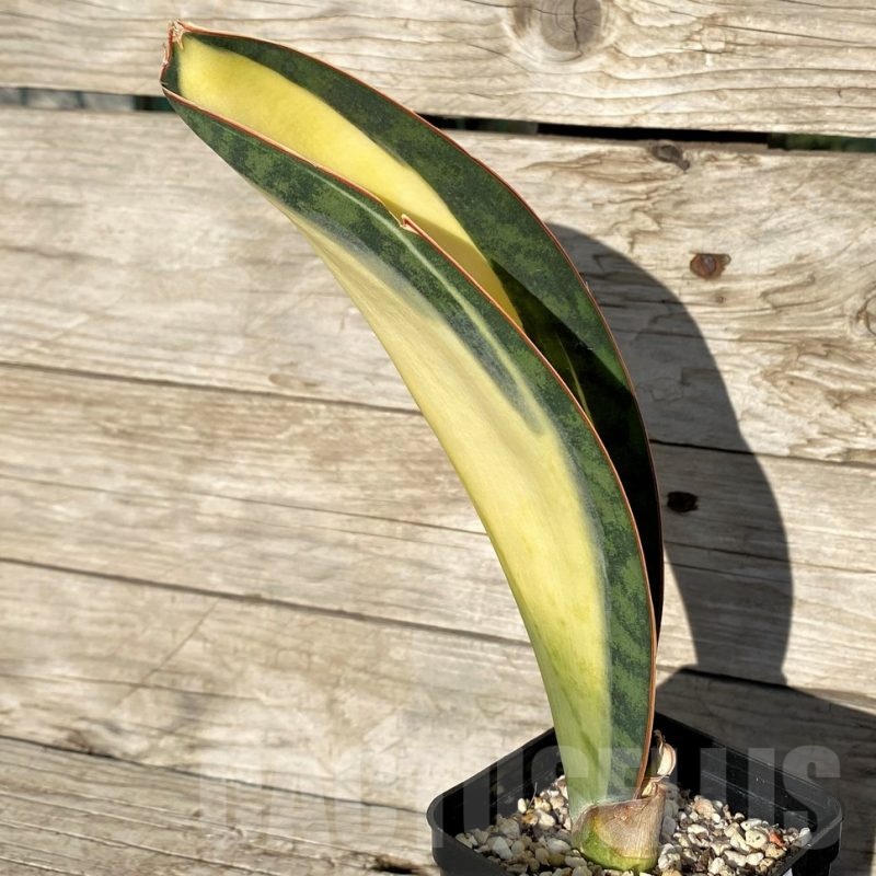 SH16291 Sansevieria masoniana 'Mediopicta'