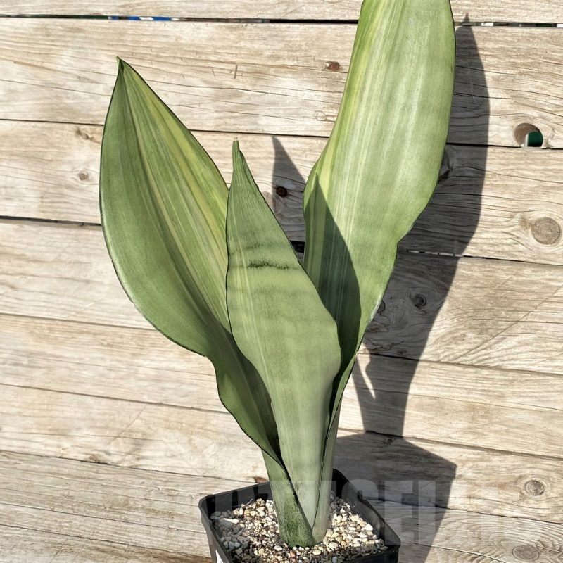 SH16257 Sansevieria 'Moonshine' f. variegata