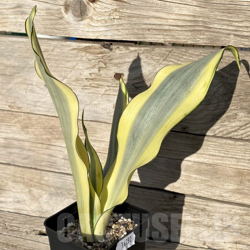 SH16292 Sansevieria 'Splash'
