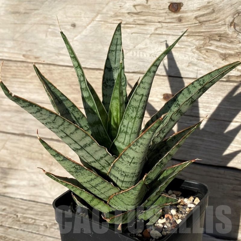 SH16296 Sansevieria ‘Sweet Celery’