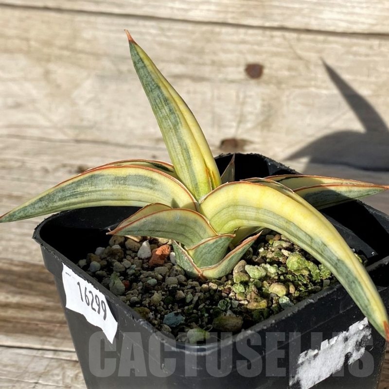 SH16299 Sansevieria ‘Blue Clone Yellow’