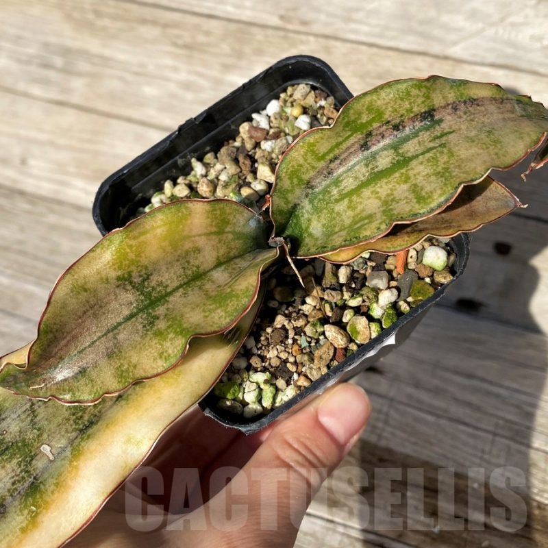 SH16304 Sansevieria kirkii ‘Coppertone’ hybrid