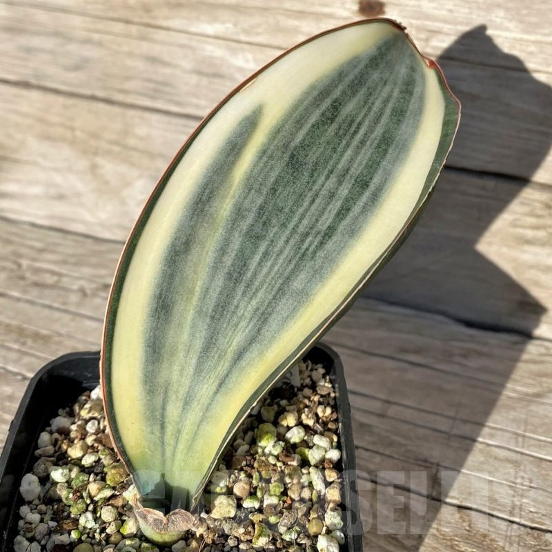 SH16306 Sansevieria masoniana 'White Roset'