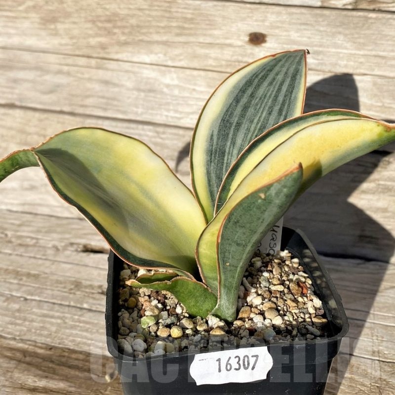 SH16307 Sansevieria masoniana 'White Roset'